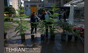 نمایشگاه گل و گیاه نوروزی در پیاده راه ۱۷ شهریور