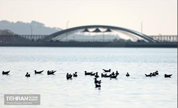 کوچ پرندگان مهاجر به دریاچه شهدای خلیج‌فارس 39