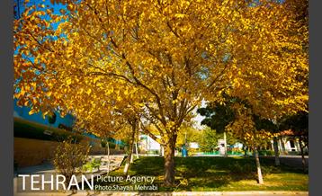 پاییز باغ موزه قصر 18