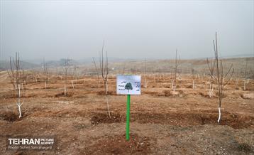 مراسم روز درختکاری 26