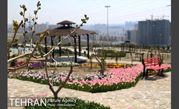 باغ گل لاله های ایرانی در بوستان آبشار تهران‎ 4