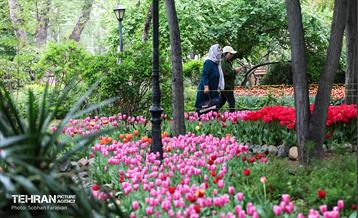 لاله‌ها میهمان باغ ایرانی 33