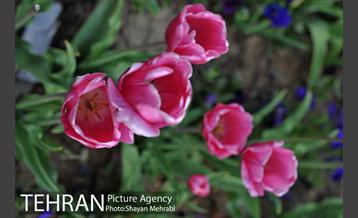 رویش گل های لاله در میدان آزادی 15