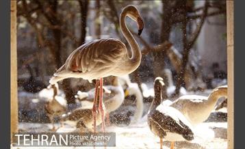 موزه طبیعت و حیات وحش دارآباد 39