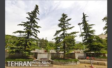 بوستان نیاوران 13