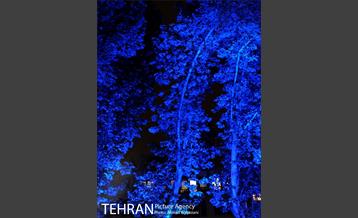نورپردازی درختان بلوار میرداماد 2