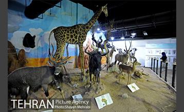 موزه طبیعت و حیات وحش دارآباد تهران 26