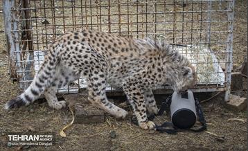 پیروز؛ پسر ایران 15