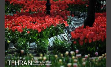 رویش گل های لاله در باغ ایرانی 23