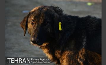 رهاسازی 150 قلاده سگ بدون صاحب  36