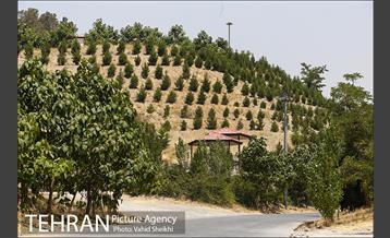 بوستان جنگلی یاس فاطمی 15