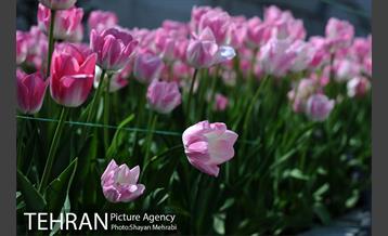 پیاده راه لاله مادران 14