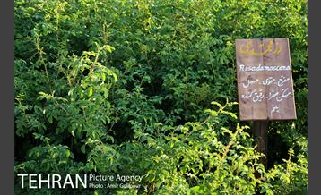 باغ راز هستی 8