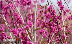 بهار ارغوانی 25