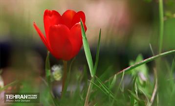 طبیعت بهاری روستای سنگان 18