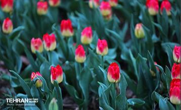 تور عکاسی از باغ ایرانی 2