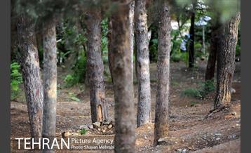 بوستان جمشیدیه 16