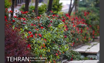 بوستان نهج البلاغه در یک روز بارانی 12