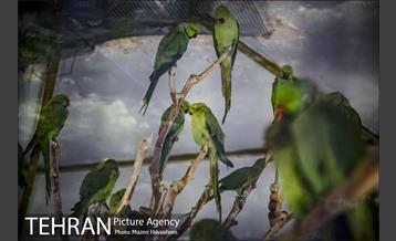 بوستان ساعی 12