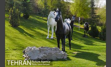 بوستان جوانمردان 5