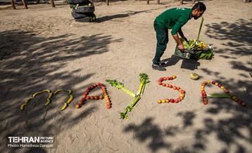 «مایسا» یکساله شد 1