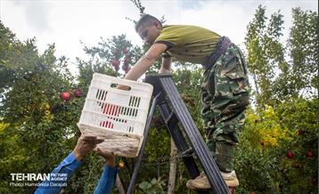 یـاقوت سرخ  24