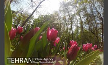 رویش گل های لاله در باغ ایرانی 40
