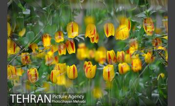 روش گل های لاله در باغ ایرانی 28