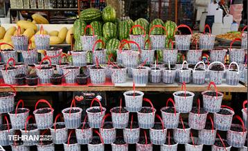 سومین جشنواره شاه توت