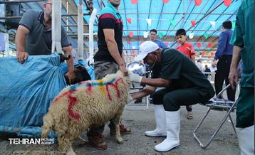 عرضه دام زنده بهداشتی ویژه روز عرفه و عید قربان 4
