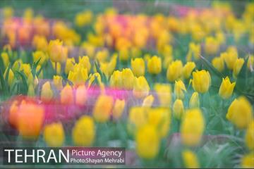 روش گل های لاله در باغ ایرانی 39