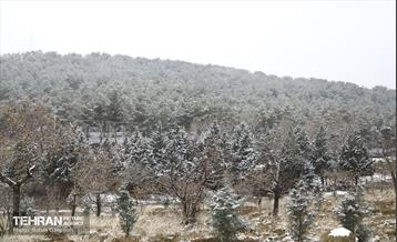 بارش برف زمستانی در بوستان سرخ حصار 4