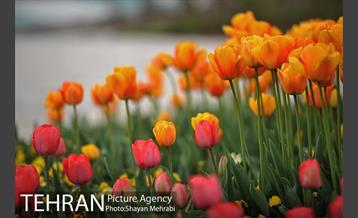 رویش گل های لاله در میدان آزادی 45