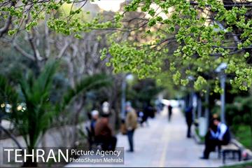 شکوفه های بهاری در پایتخت 1