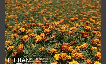 موزه طبیعت و حیات وحش ایران دارآباد‎ 28