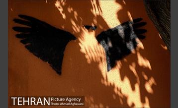 وداع باشکوه مردم با عباس کیارستمی 19