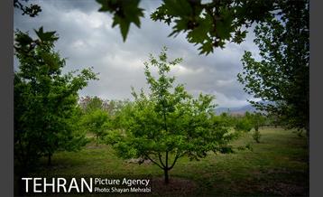 باغ گیاه‌شناسی ملی ایران 25