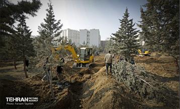 جابجایی اصولی 106 اصله درخت در منطقه 5 شهرداری 14