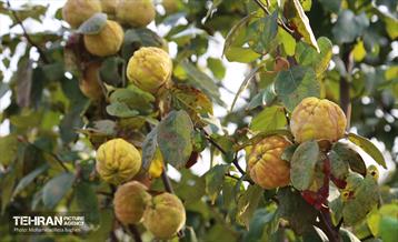 یک روز پاییزی در منطقه 22 18