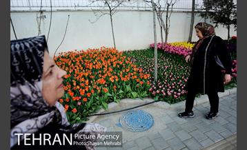 پیاده راه لاله مادران 19