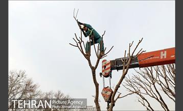 تلاش ویژه شهرداری برای نجات زندگی حدود یکصد درخت اتوبان نیایش 19