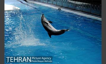 حضور خانواده هاى کارکنان شهردارى تهران در دلفیناریوم برج میلاد به همراه شهردار تهران 17