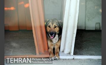 نقاهتگاه سگ های بدون صاحب واقع در آراد کوه 8