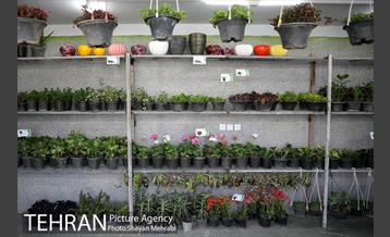 طرح گلماند در منطقه 18