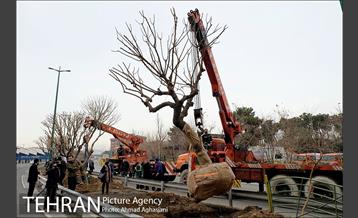 تلاش ویژه شهرداری برای نجات زندگی حدود یکصد درخت اتوبان نیایش 4