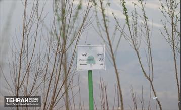 آیین روز درخت‌کاری و پایان پروژه کاشت ۲۵۰۰ هکتار کمربند سبز پایتخت  28