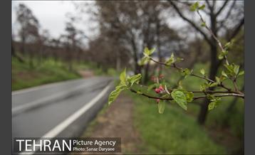 تعطیلی بوستان جنگلی سرخه حصار به منظور پیشگیری از شیوع ویروس کرونا 3