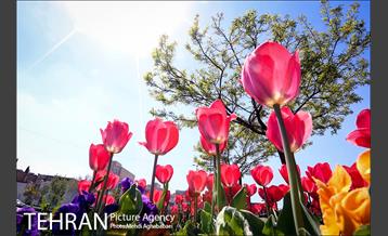 لاله های بوستان یاسمن 9