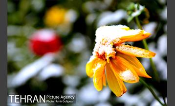 بارش پاییزی برف در ارتفاعات بوستان کوهستانی آبشار تهران‎ 1
