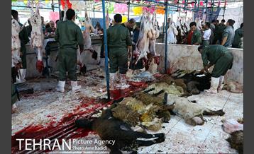 مراکز عرضه بهداشتی دام زنده 5